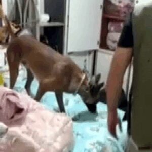 gaziantepte 7 kilo skunk yakalandi ZCedMevm