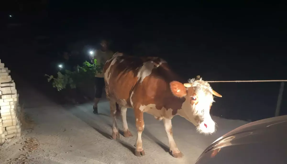 alanyada orman yangini yerlesimler tahliye edildi f7cMnfdX