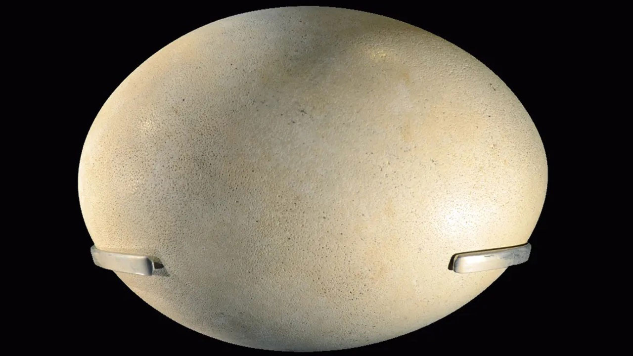 dunyanin en buyuk yumurtasi hangi hayvana ait zySdu5ZZ