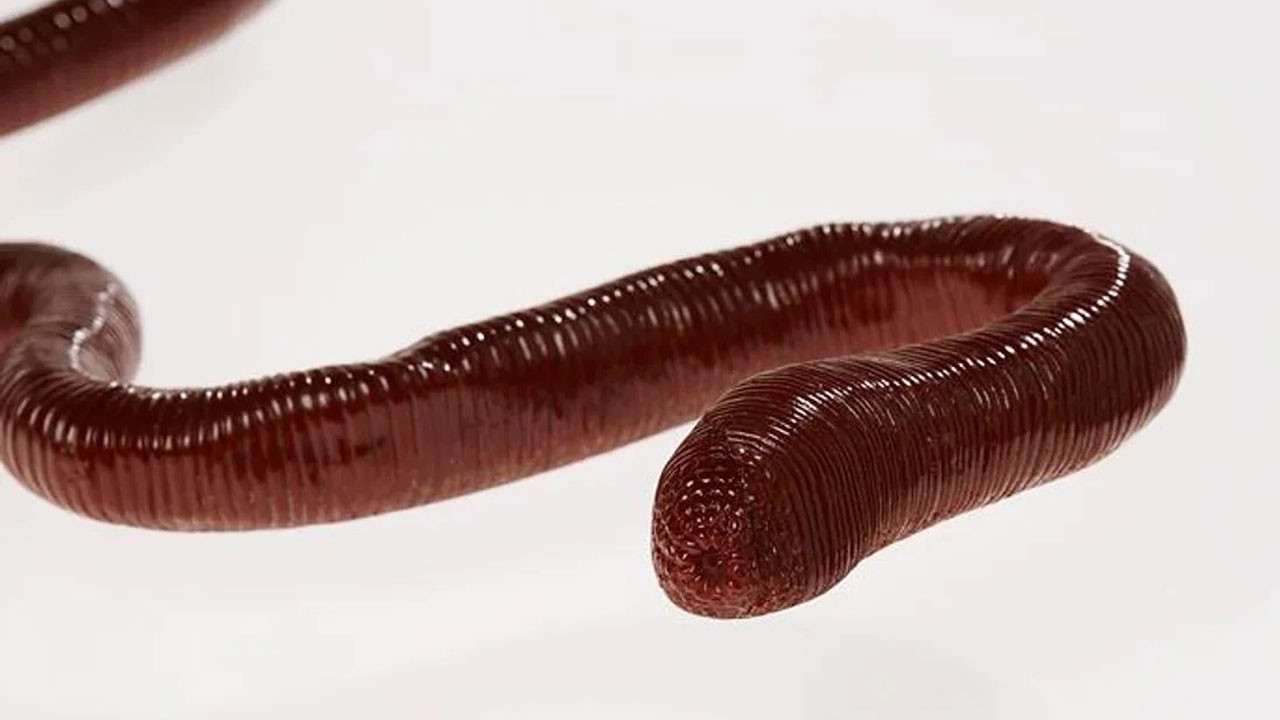 dunyanin en uzun solucani sesi de garip kendisi de R7UqkYQH