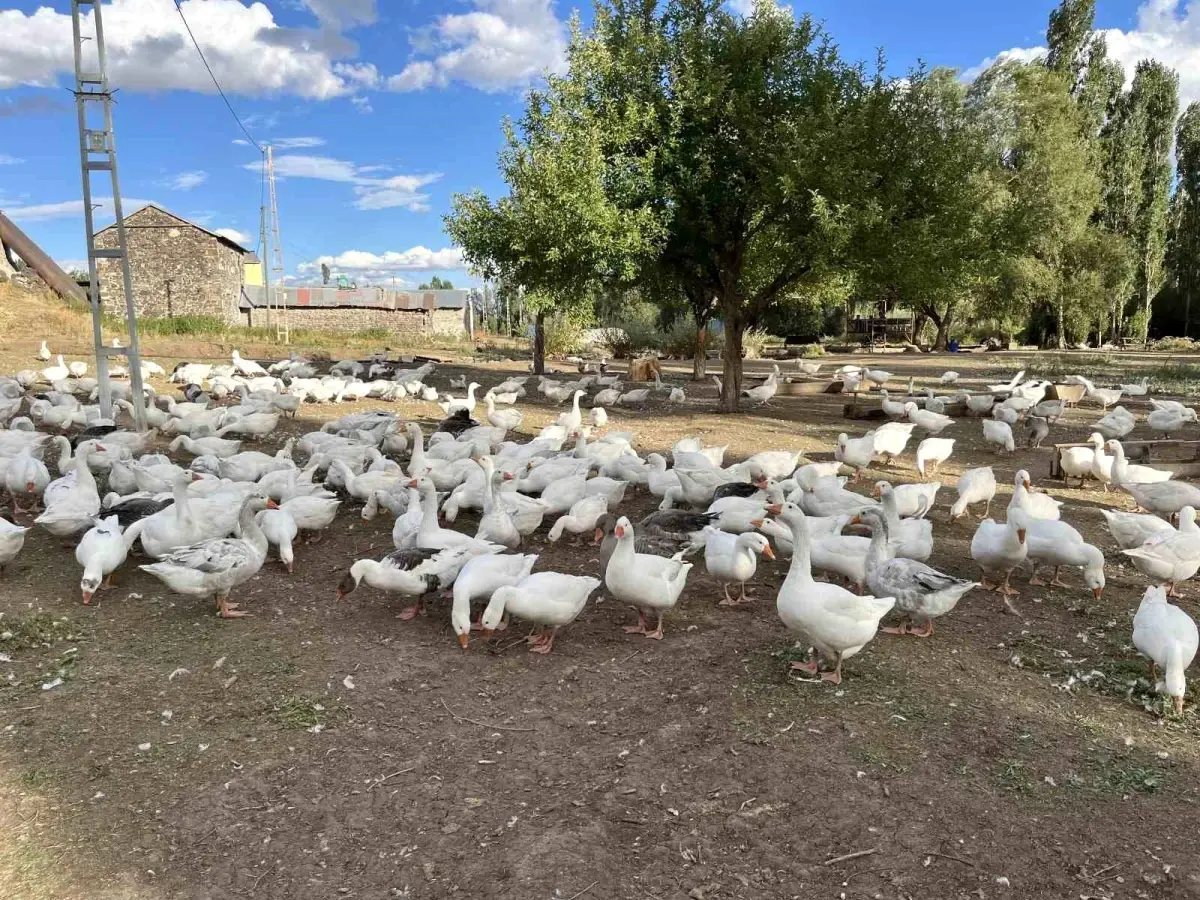 karsta kaz eti hazirliklari basladi 64vk1STC