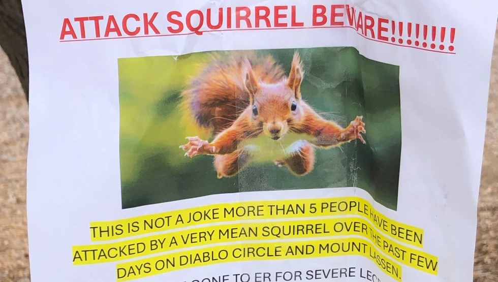 yemek arayan saldirgan sincap iki kisiyi acillik etti afiG8PiF