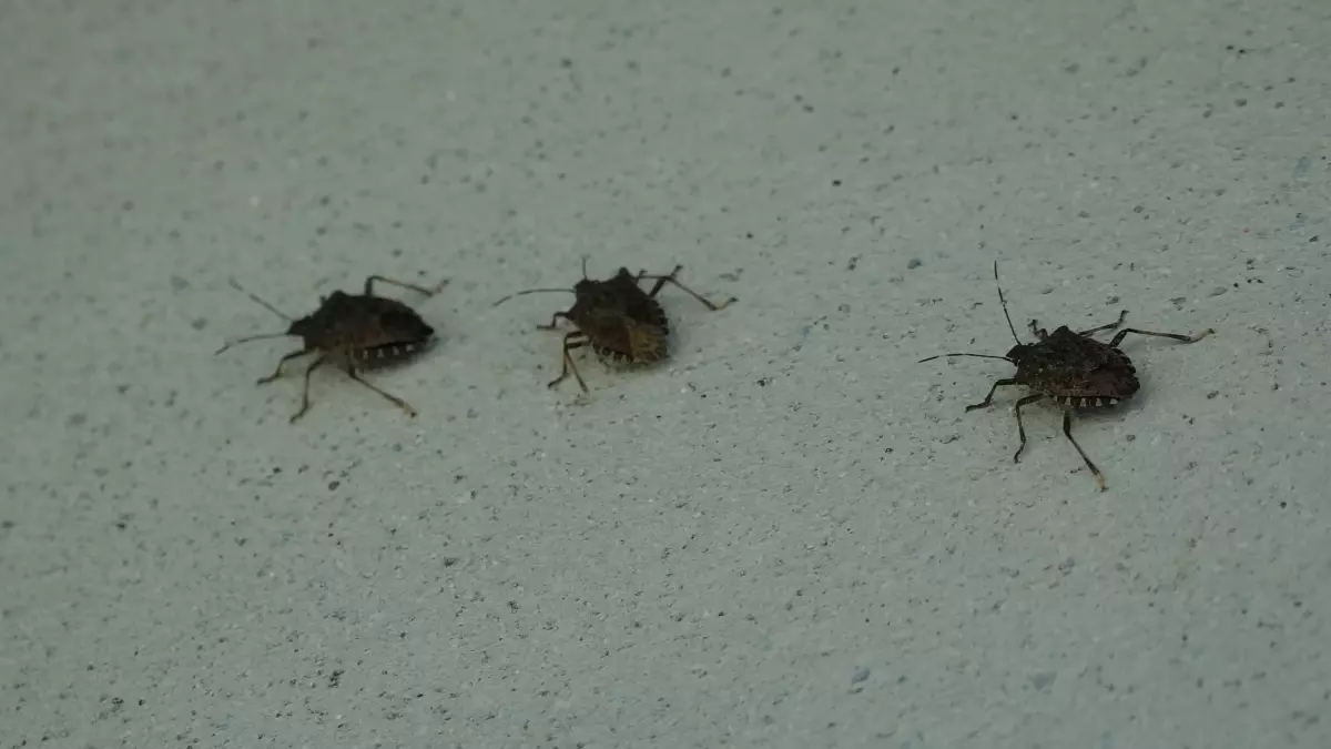 kahverengi kokarca uyarisi cilde temas edilmemeli XS6rUCOi.jpg