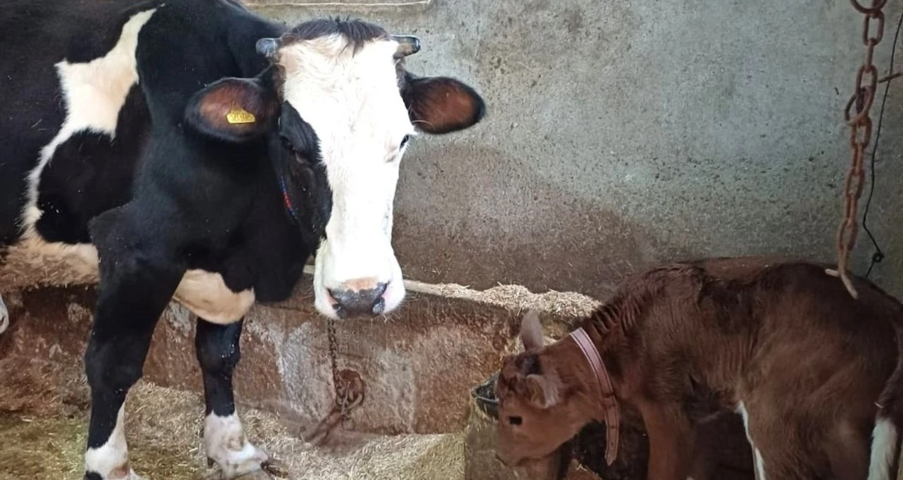 hayvancilikta devrim sut alerjisine karsi genleri susturulmus buzagilar dogdu Y6tGp9TY.jpg