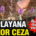Kocaeli’de İzinsiz Salep Orkidesi Toplayan Kişiye 700 Bin Lira Para Cezası