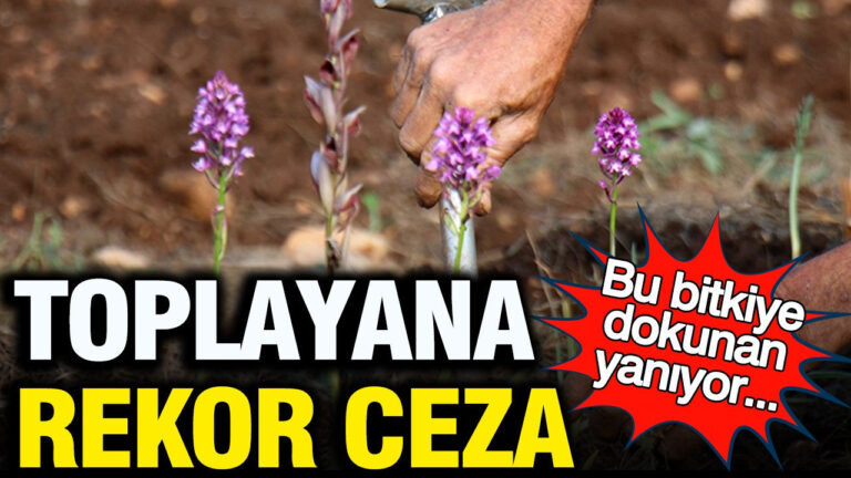kocaelide-izinsiz-salep-orkidesi-toplayan-kisiye-rekor-ceza-sgLN7aXW