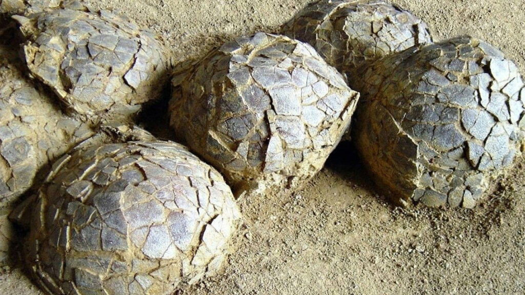 Fransa’da 70 Milyon Yıllık Dinozor Yumurtaları Keşfedildi: Jurassic Park Gerçek Oluyor Mu?